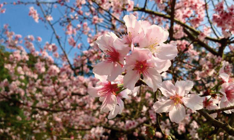 cerejeiras do japao